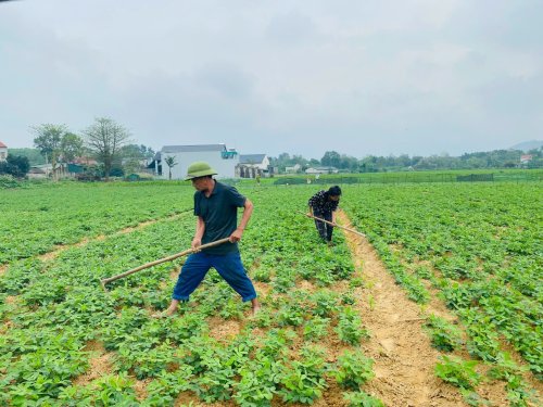 Khu vực trồng và chăm sóc lạc sấy Tân Vinh trên địa bàn xã Tượng Sơn.jpg